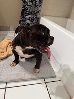 Enlarge Val, a Adopted Pit Bull Terrier in Mesa, AZ image 2/6