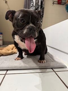 Enlarge Val, a Adopted Pit Bull Terrier in Mesa, AZ image 3/6