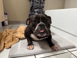 Enlarge Val, a Adopted Pit Bull Terrier in Mesa, AZ image 5/6