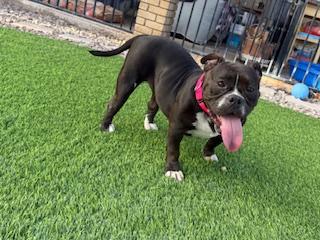 Enlarge Val, a Adopted Pit Bull Terrier in Mesa, AZ image 6/6