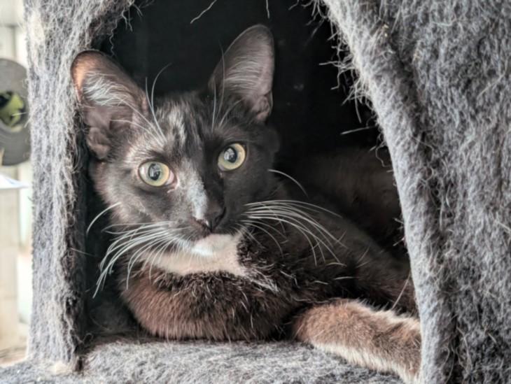 Enlarge SISTER, a Adoptable Domestic Short Hair in Burbank, CA image 1/1
