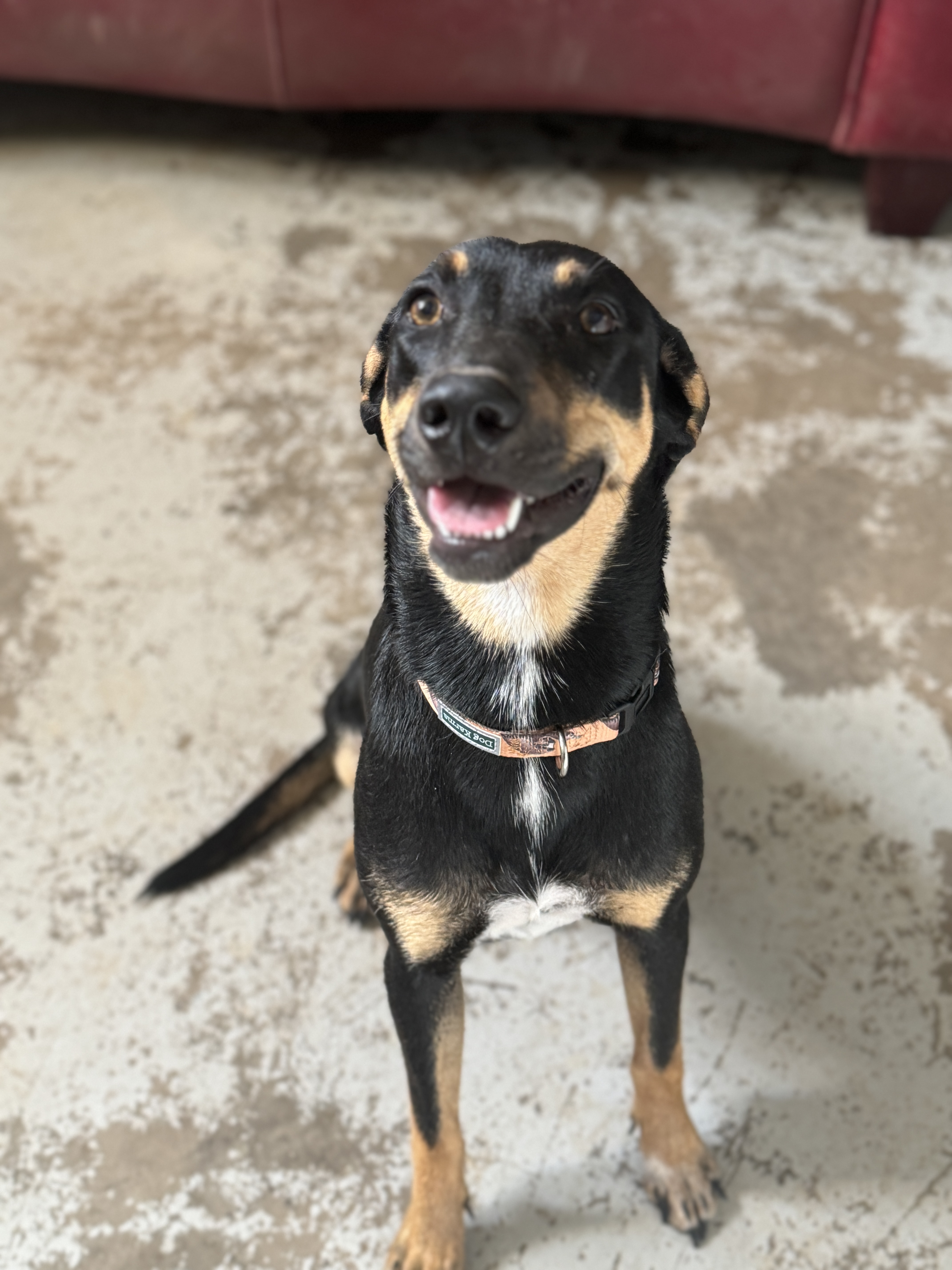 Skeeter, Adopted, Young Female Miniature Pinscher.