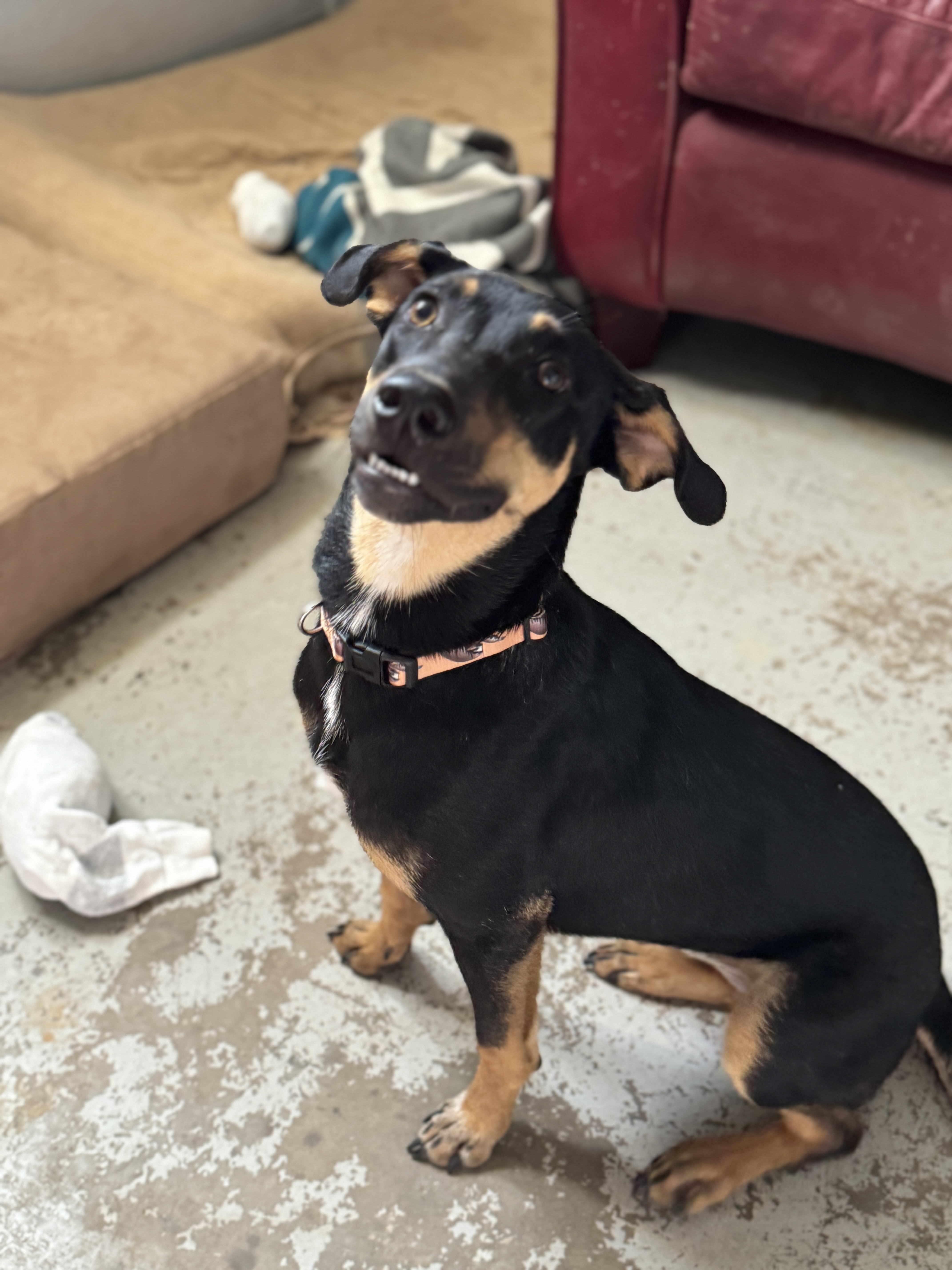 Enlarge Skeeter, a Adopted mixed breed in Clifton, TX image 2/3