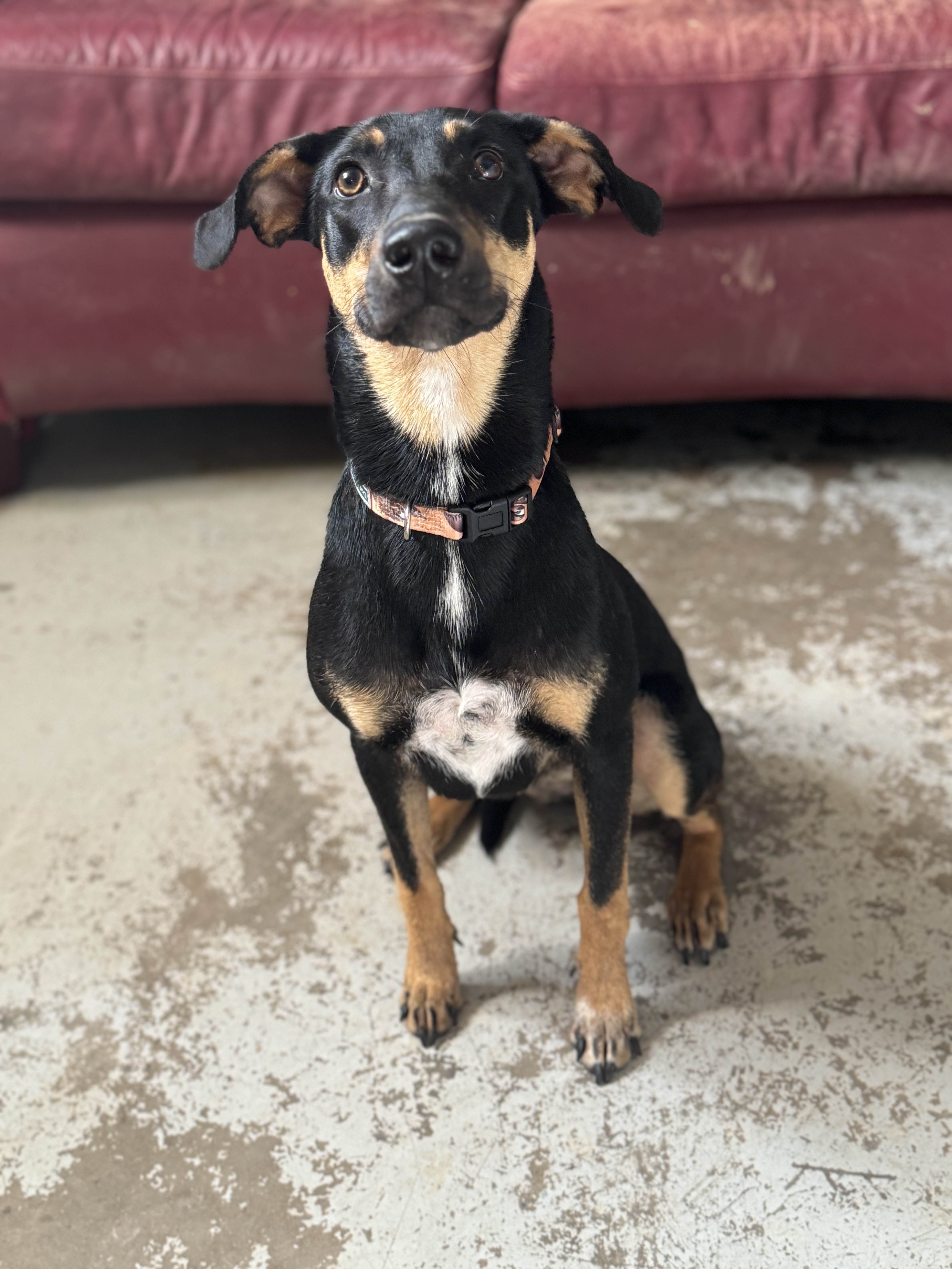 Enlarge Skeeter, a Adopted mixed breed in Clifton, TX image 3/3