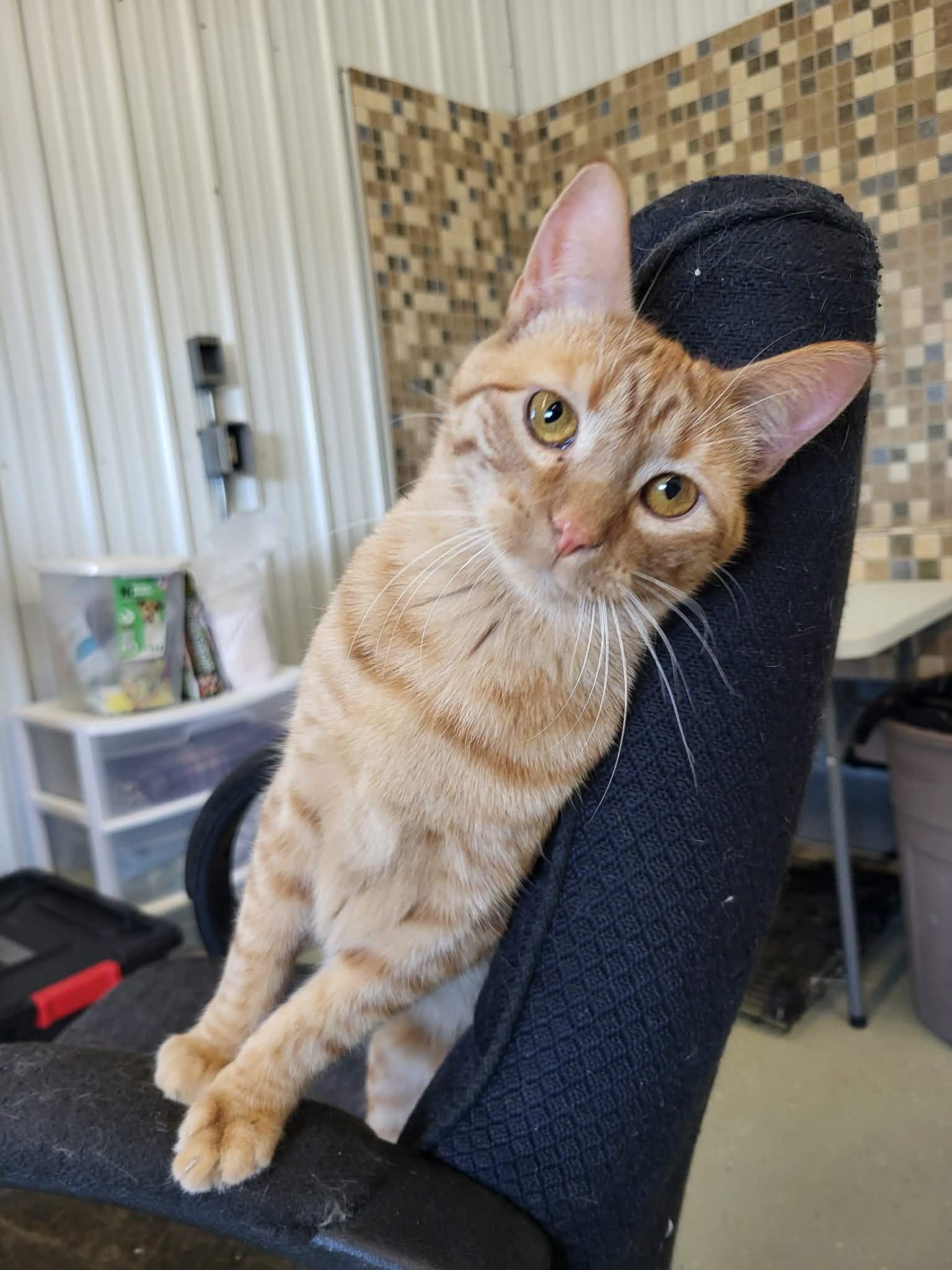 Colleen (Bonded w/Liz), Adopted, Kitten Female Domestic Short Hair.