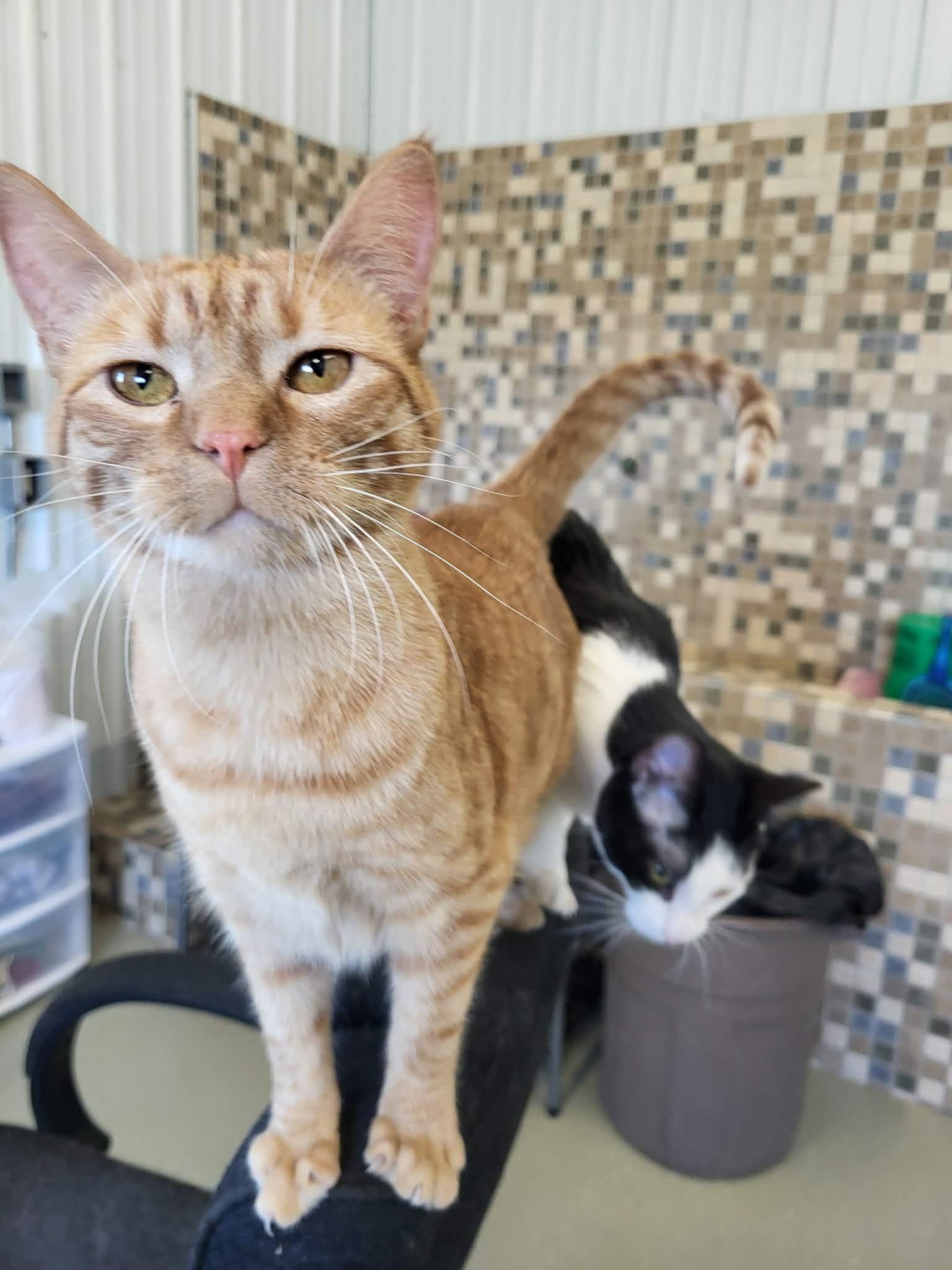 Enlarge Colleen (Bonded w/Liz), a Adopted Domestic Short Hair in Detroit Lakes, MN image 3/3