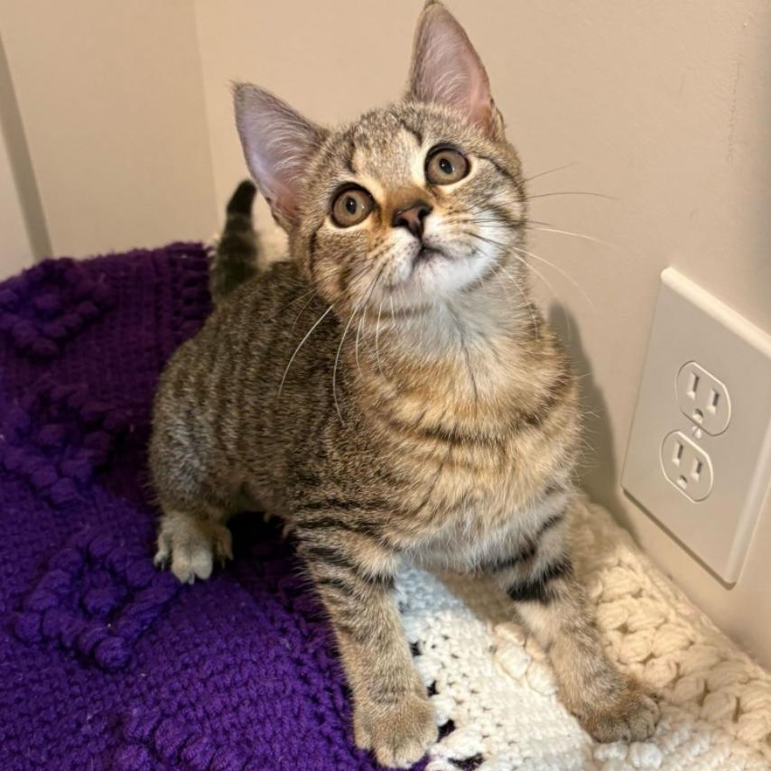 Green Bean, a Adoptable Domestic Short Hair in Simpsonville, SC image 1/6