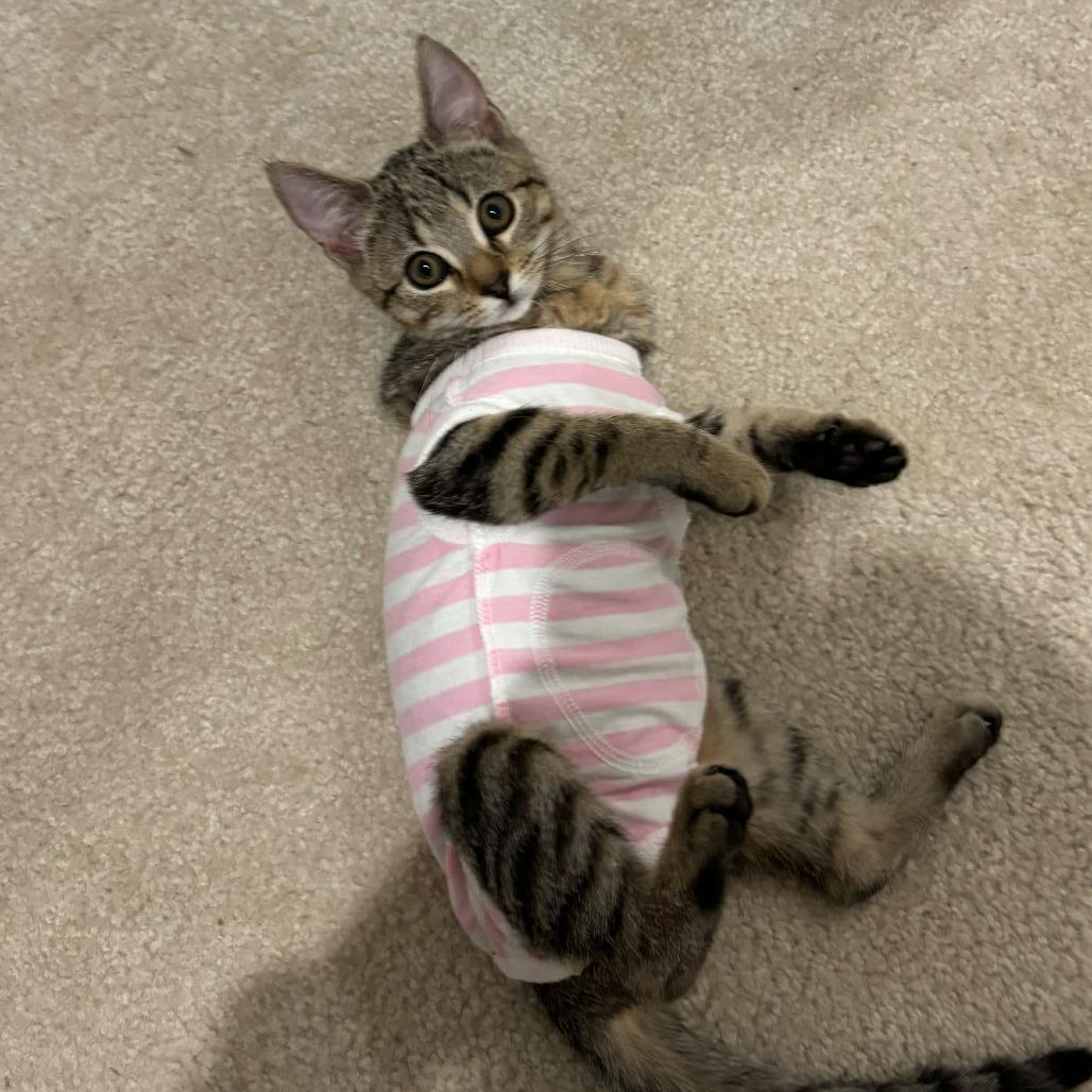 Green Bean, Adoptable, Kitten Female Domestic Short Hair.