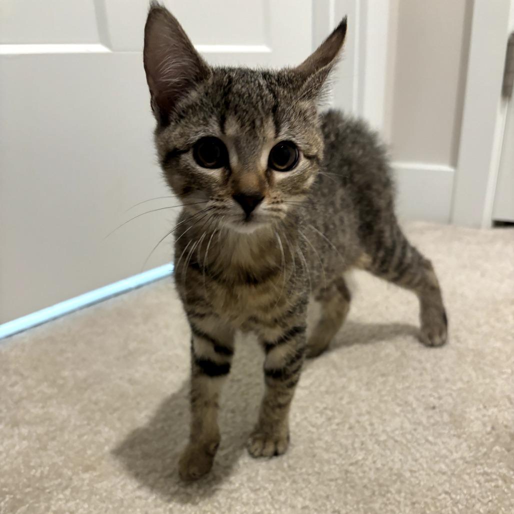 Green Bean, a Adoptable Domestic Short Hair in Simpsonville, SC image 3/6