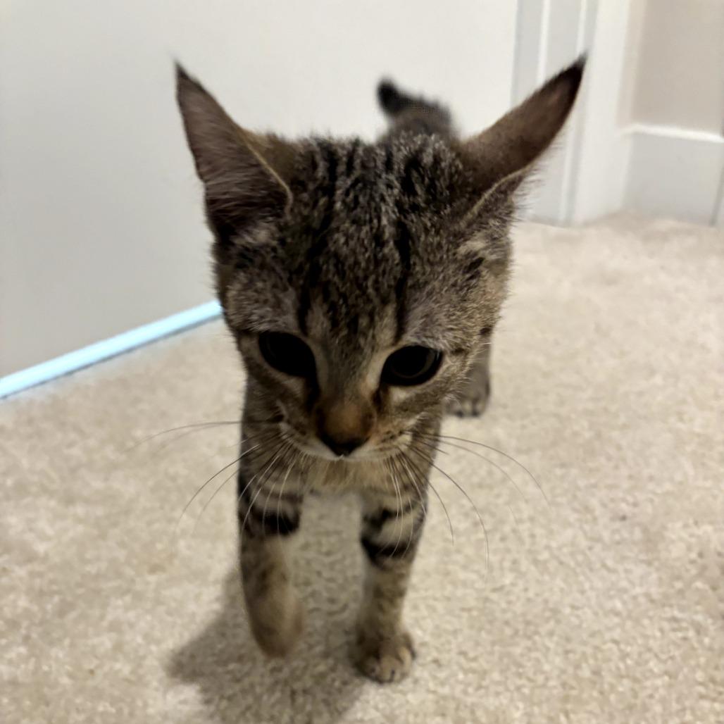Green Bean, a Adoptable Domestic Short Hair in Simpsonville, SC image 4/6
