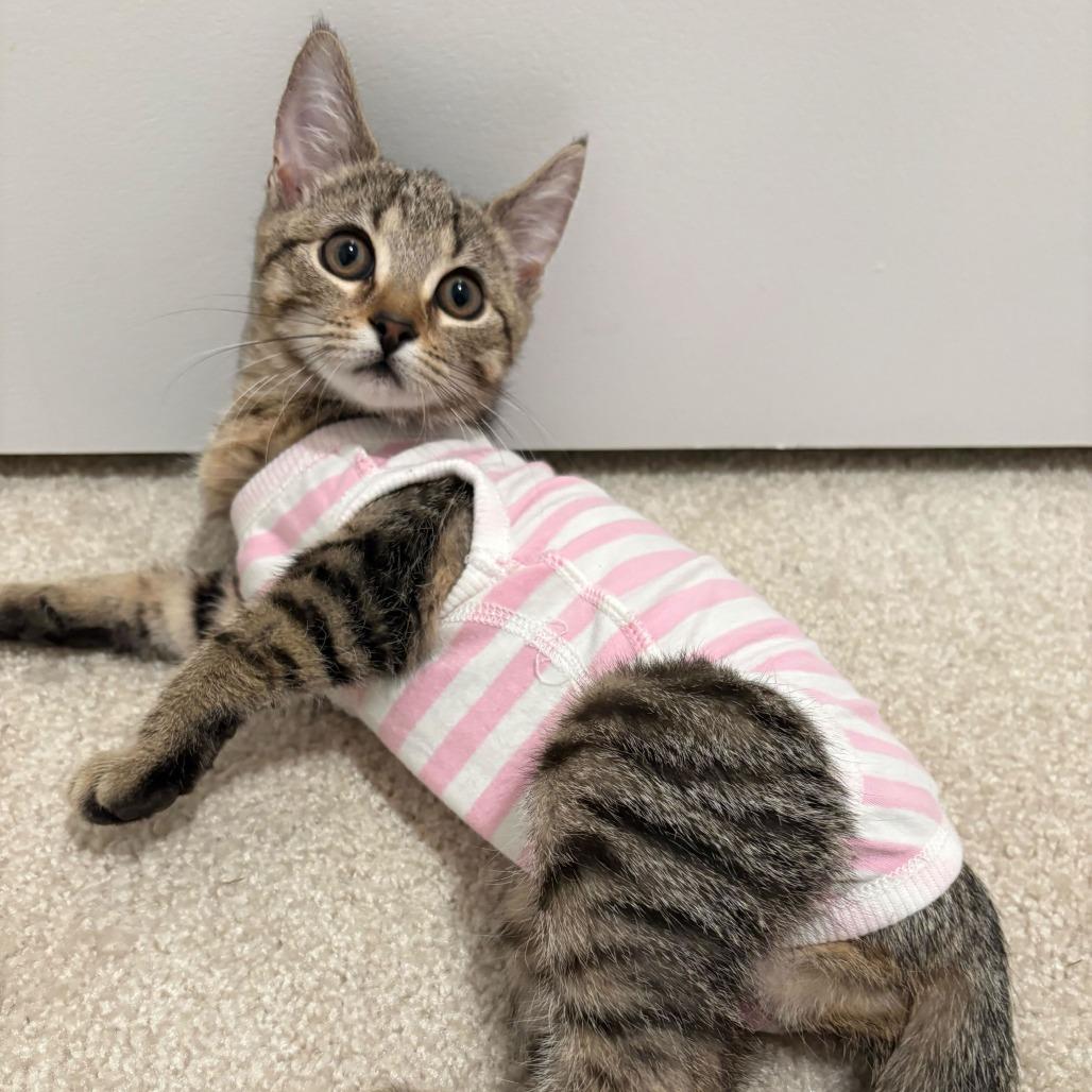 Green Bean, a Adoptable Domestic Short Hair in Simpsonville, SC image 5/6