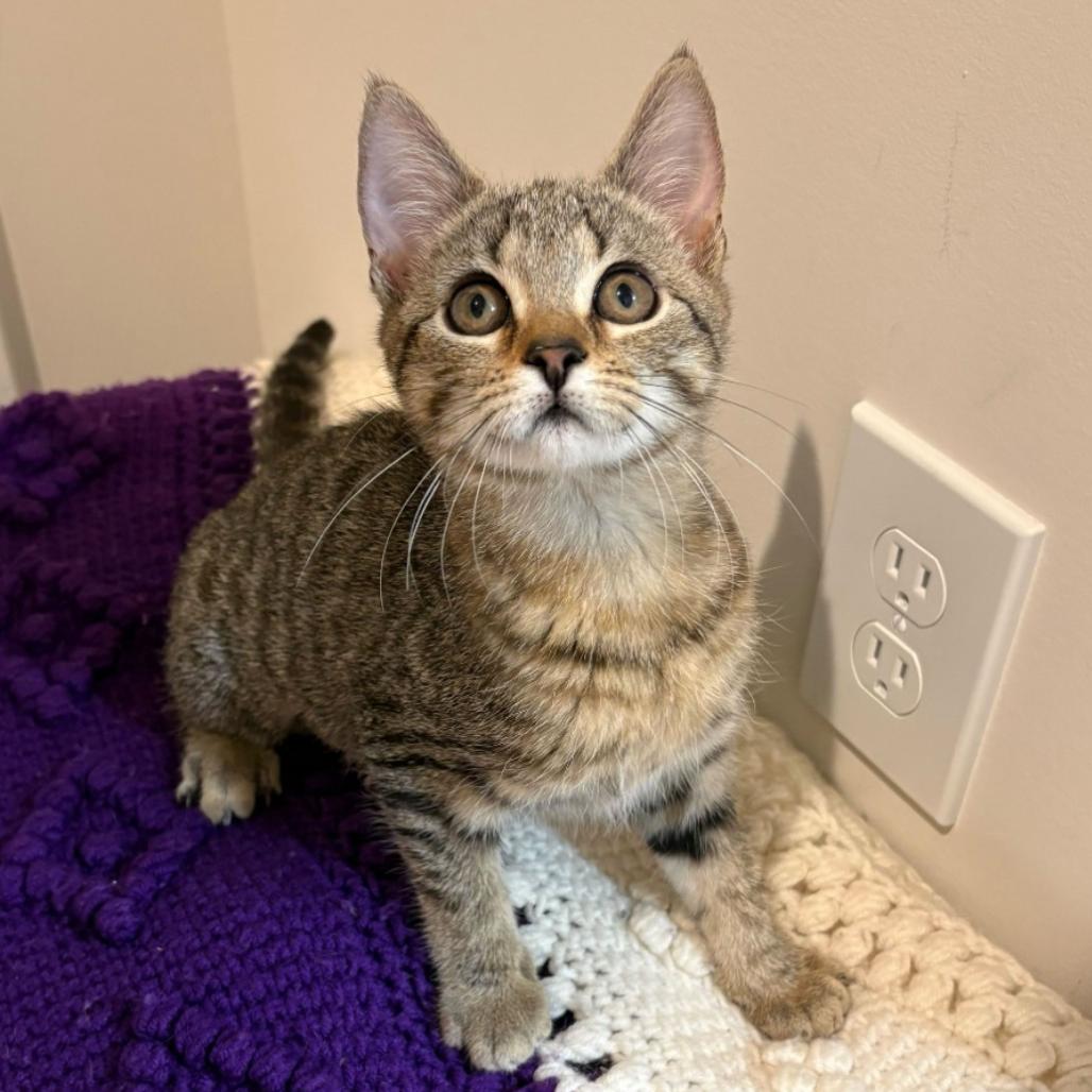 Green Bean, a Adoptable Domestic Short Hair in Simpsonville, SC image 6/6