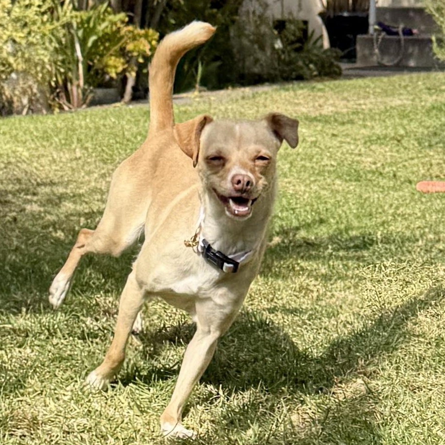 Bonnie, a ADOPTABLE Chihuahua in TEMECULA, CA image 5/6