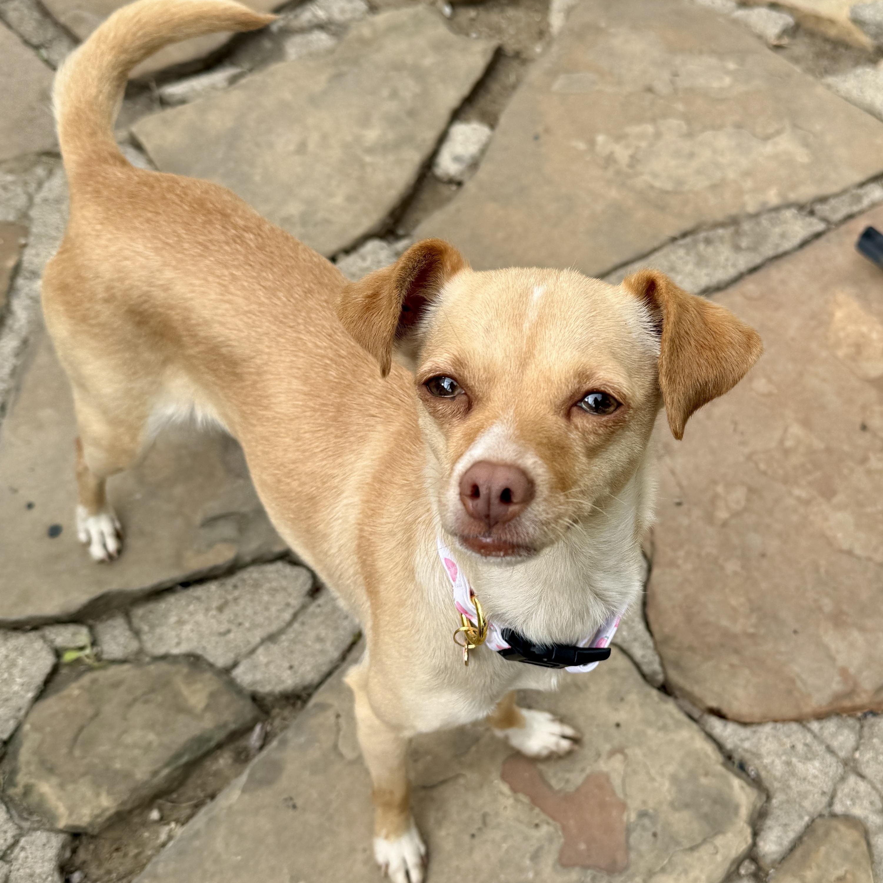 Bonnie, a ADOPTABLE Chihuahua in TEMECULA, CA image 6/6