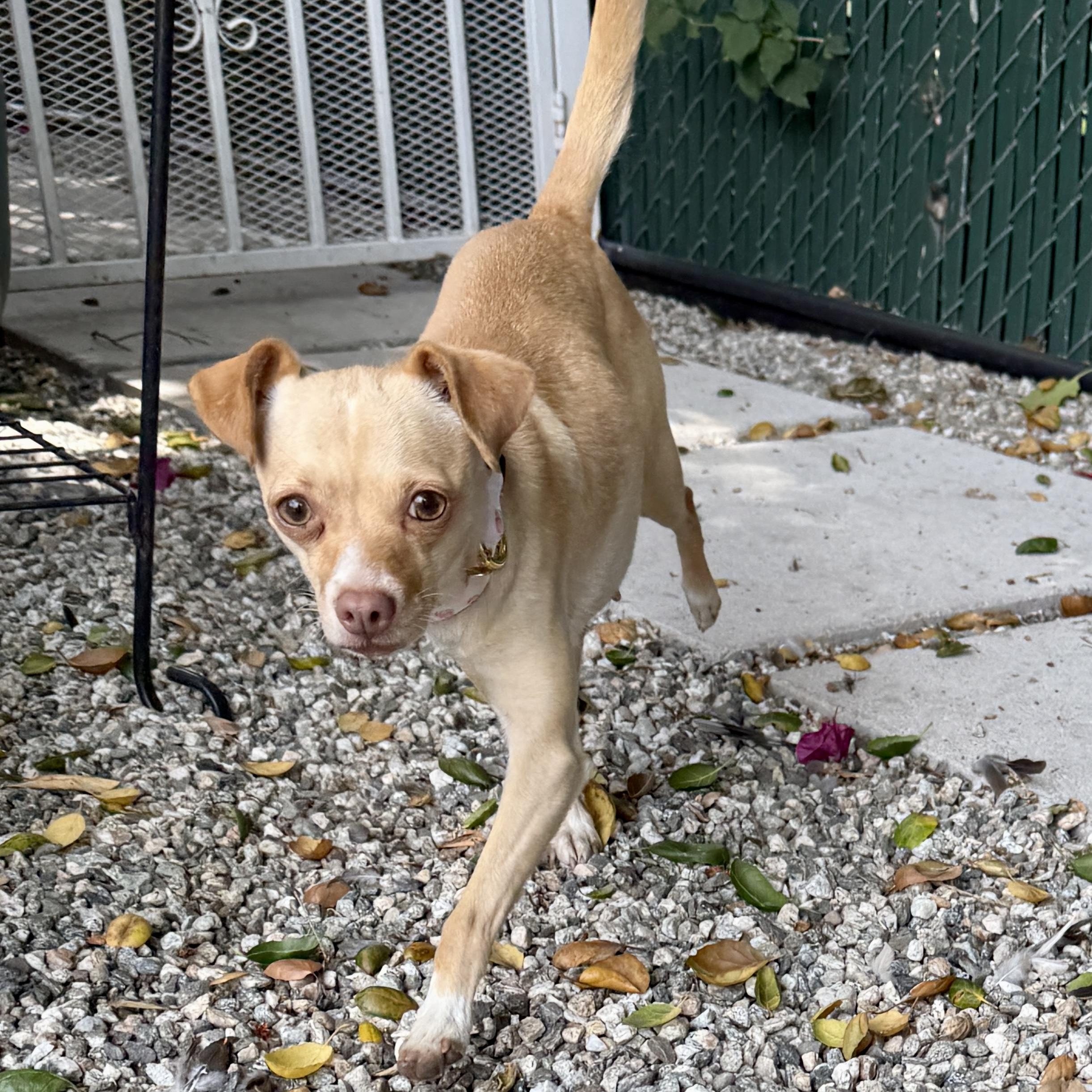 Bonnie, a ADOPTABLE Chihuahua in TEMECULA, CA image 3/6