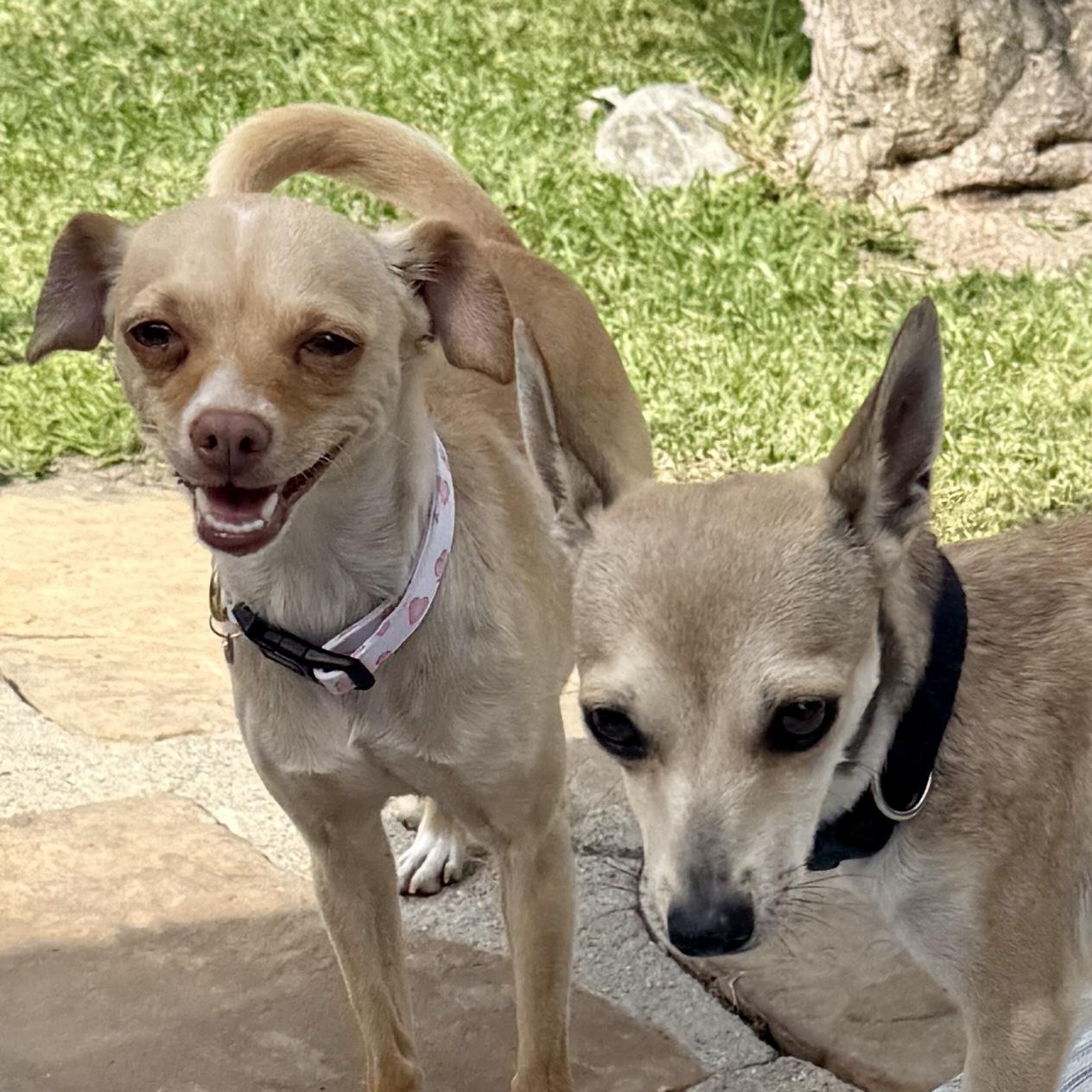 Bonnie, a ADOPTABLE Chihuahua in TEMECULA, CA image 4/6