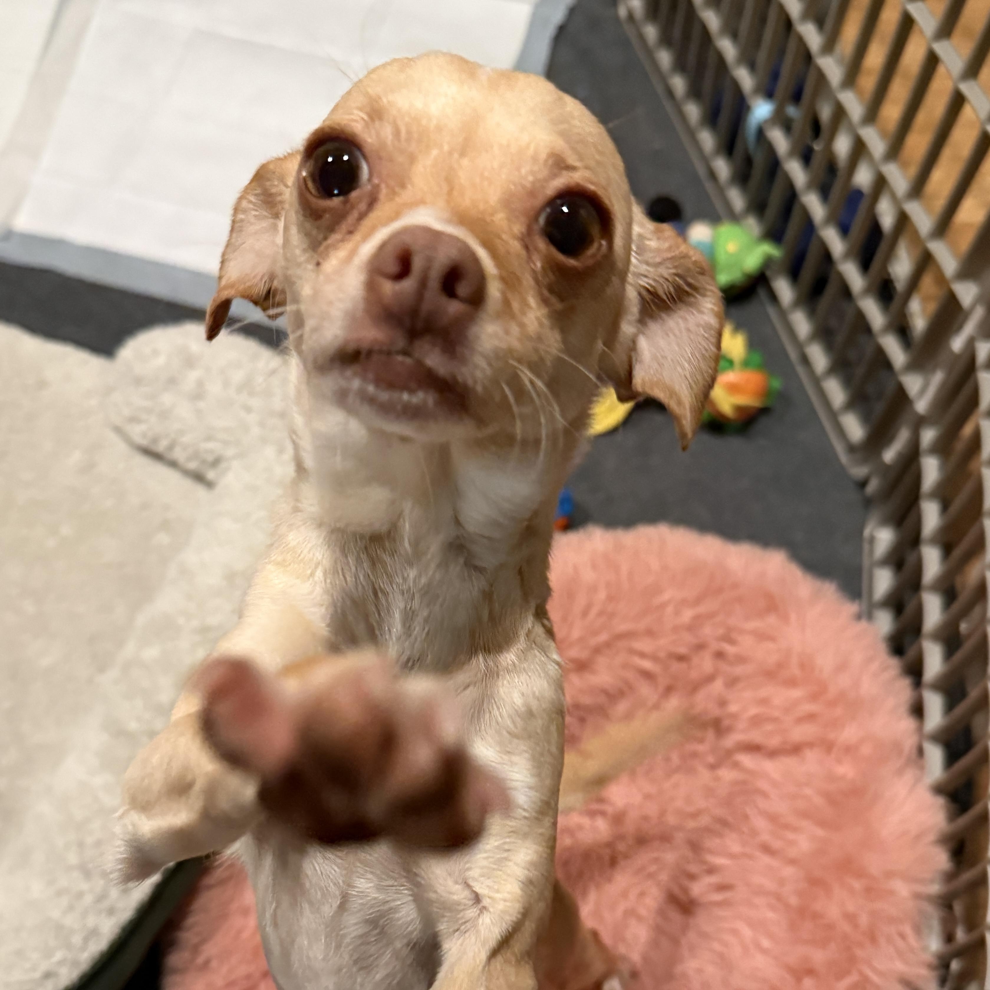 Bonnie, ADOPTABLE, Young Female Chihuahua.