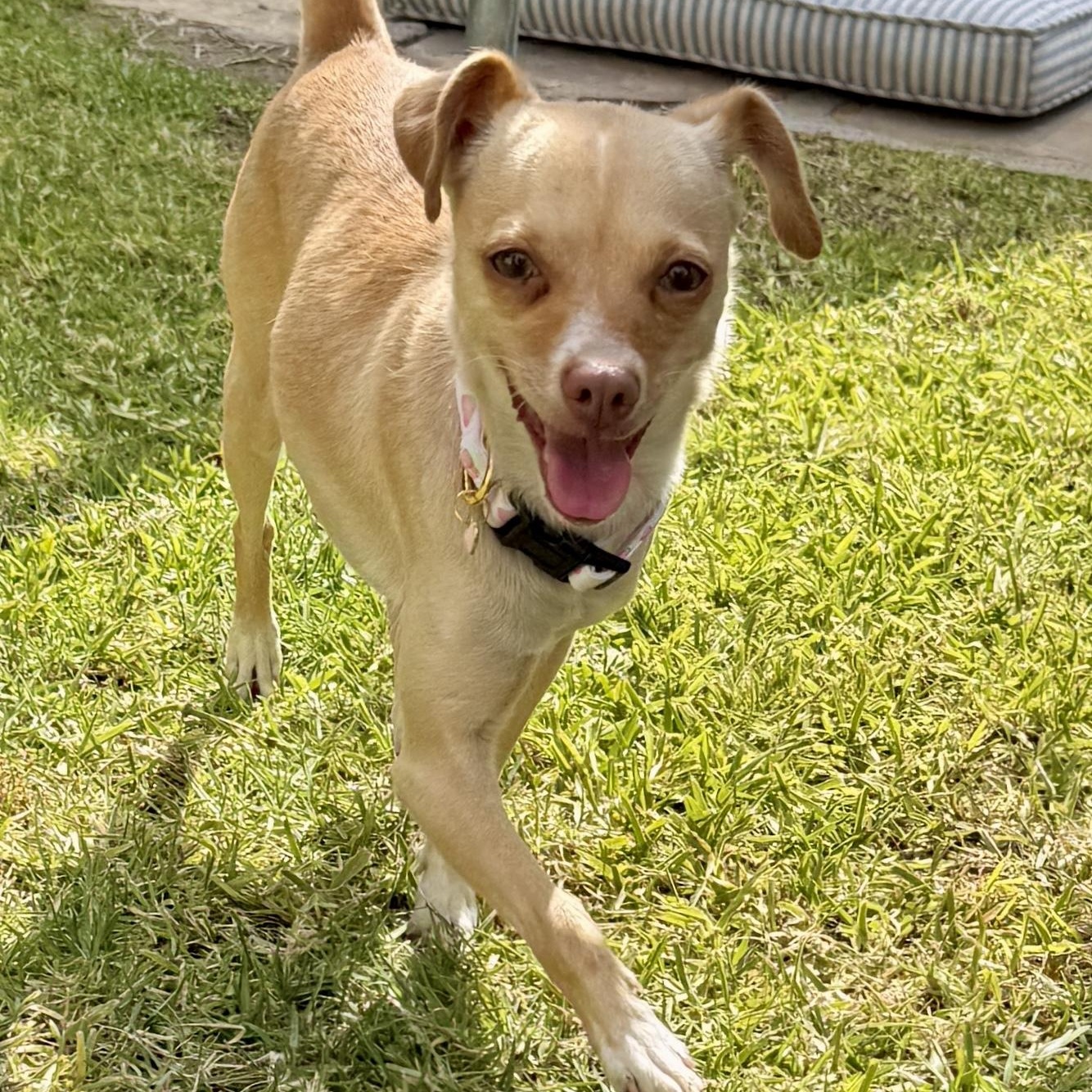 Bonnie, a ADOPTABLE Chihuahua in TEMECULA, CA image 2/6