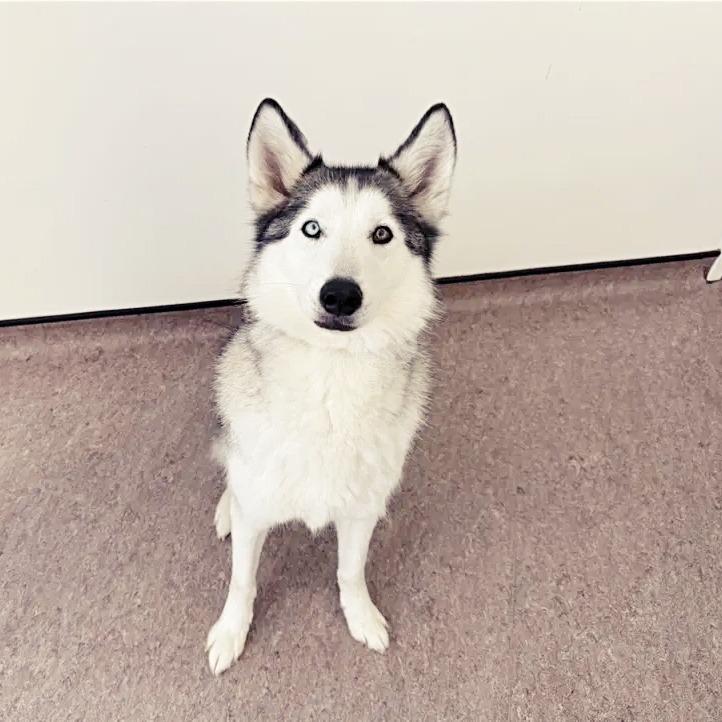 Odin, Adoptable, Adult Male Husky.