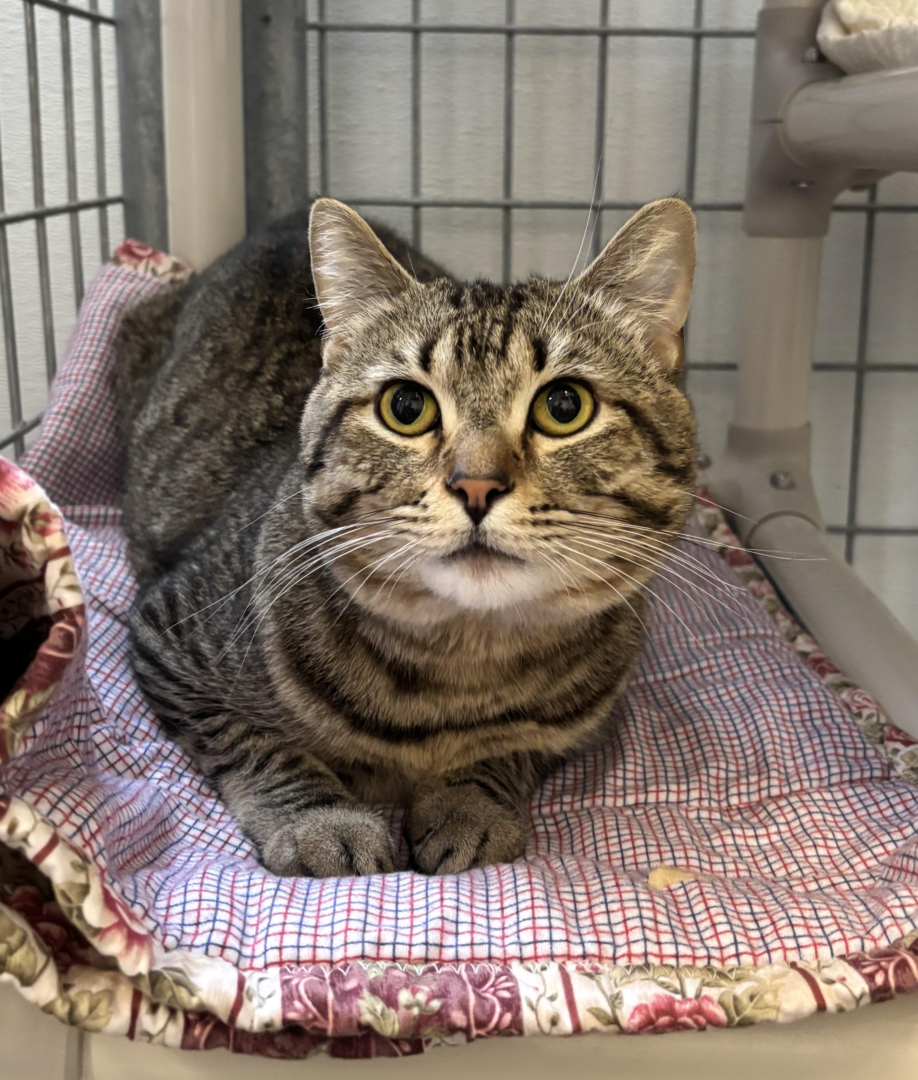 Toby, an adoptable Domestic Short Hair in Torrington, WY, 82240 | Photo Image 3