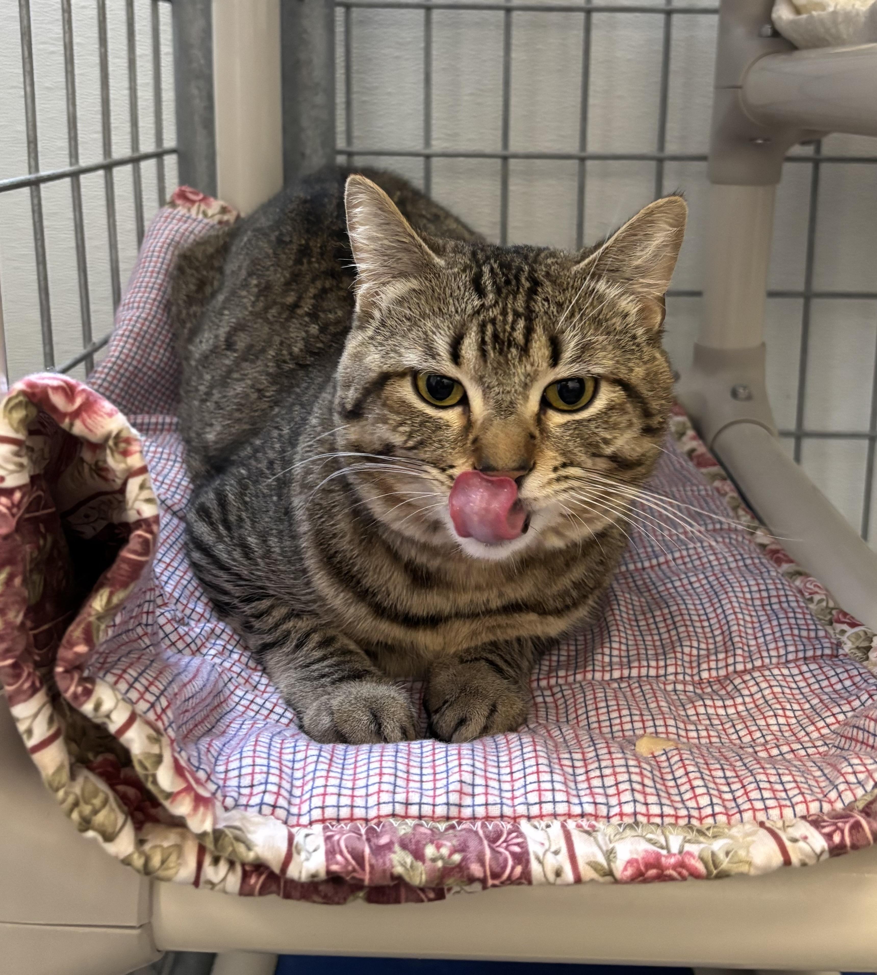 Toby, an adoptable Domestic Short Hair in Torrington, WY, 82240 | Photo Image 2