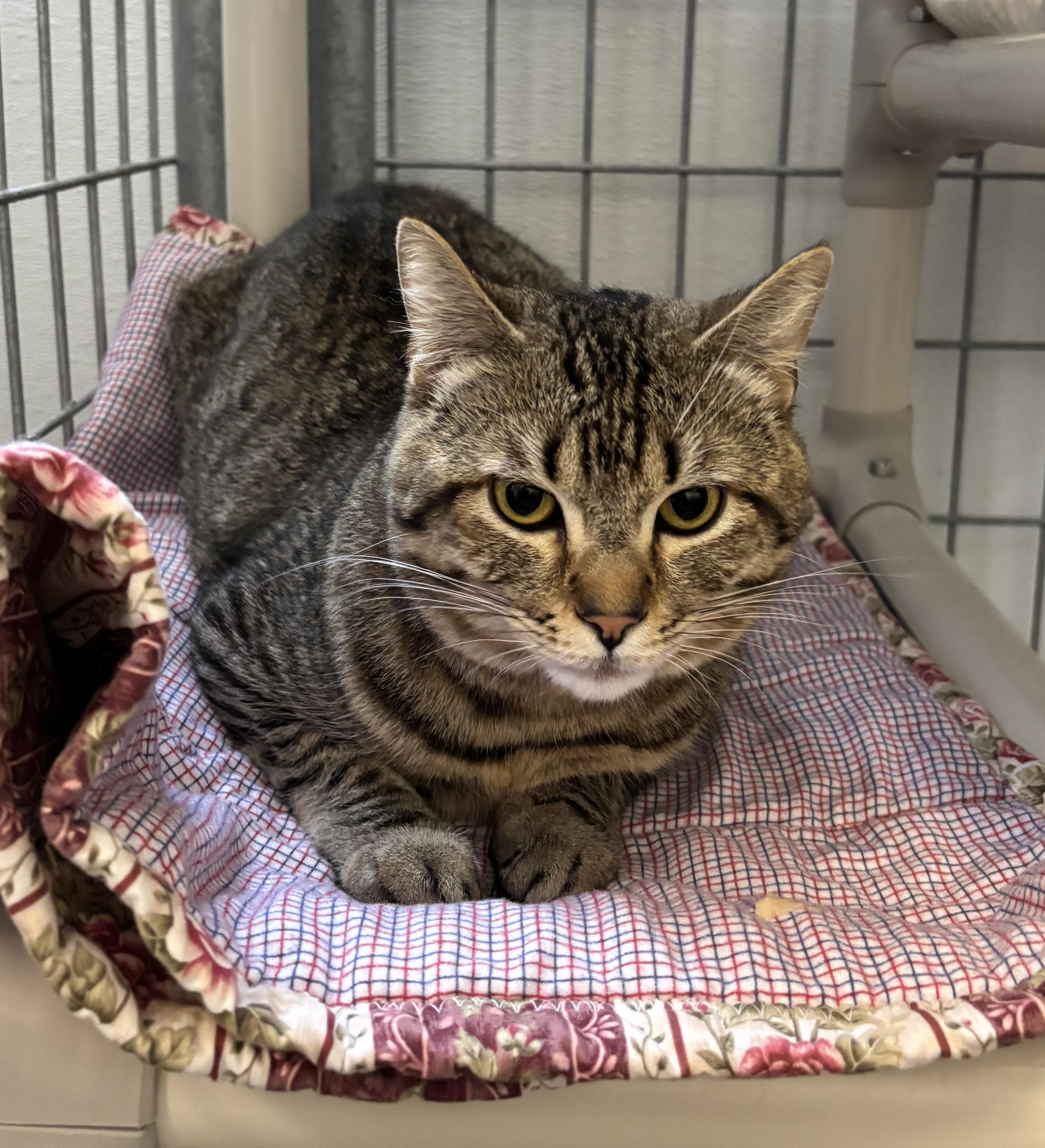 Toby, an adoptable Domestic Short Hair in Torrington, WY, 82240 | Photo Image 5