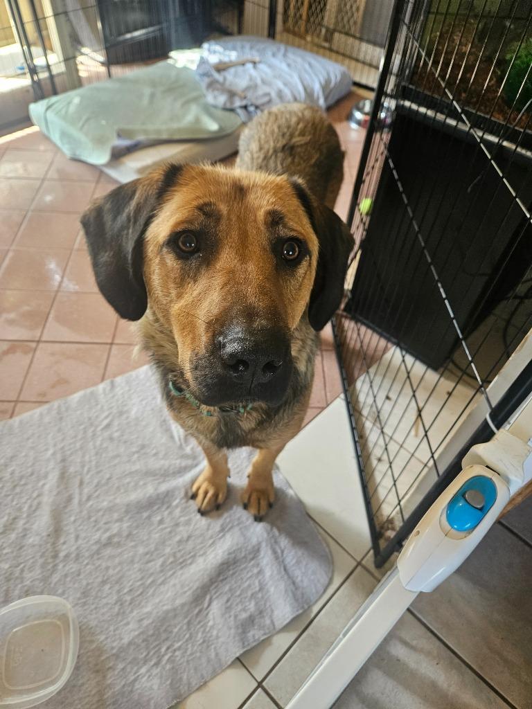 Thumper, Adoptable, Adult Female Labrador Retriever & Shepherd.