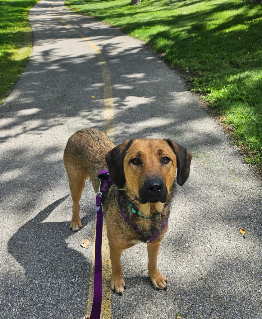 Enlarge Thumper, a Adoptable mixed breed in Calgary, AB image 2/6