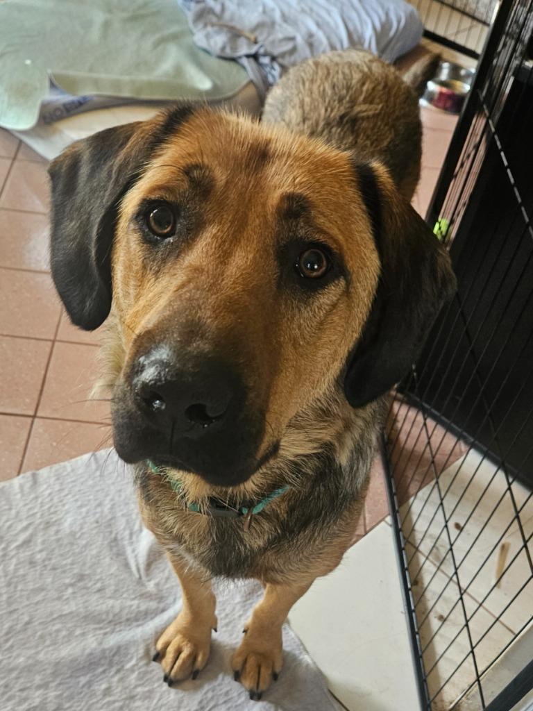 Enlarge Thumper, a Adoptable mixed breed in Calgary, AB image 3/6