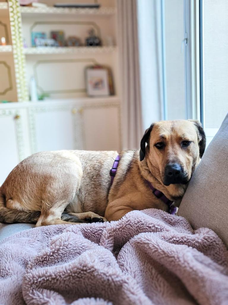 Enlarge Thumper, a Adoptable mixed breed in Calgary, AB image 4/6