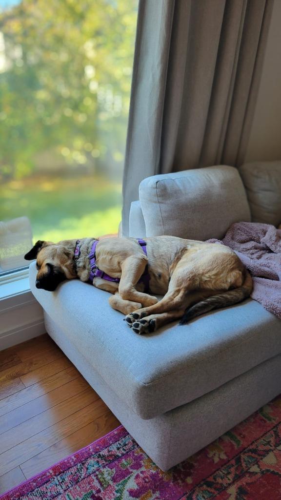 Enlarge Thumper, a Adoptable mixed breed in Calgary, AB image 5/6