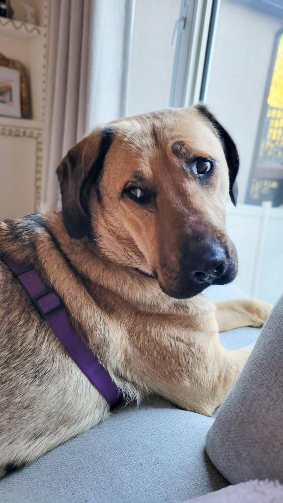 Enlarge Thumper, a Adoptable mixed breed in Calgary, AB image 6/6