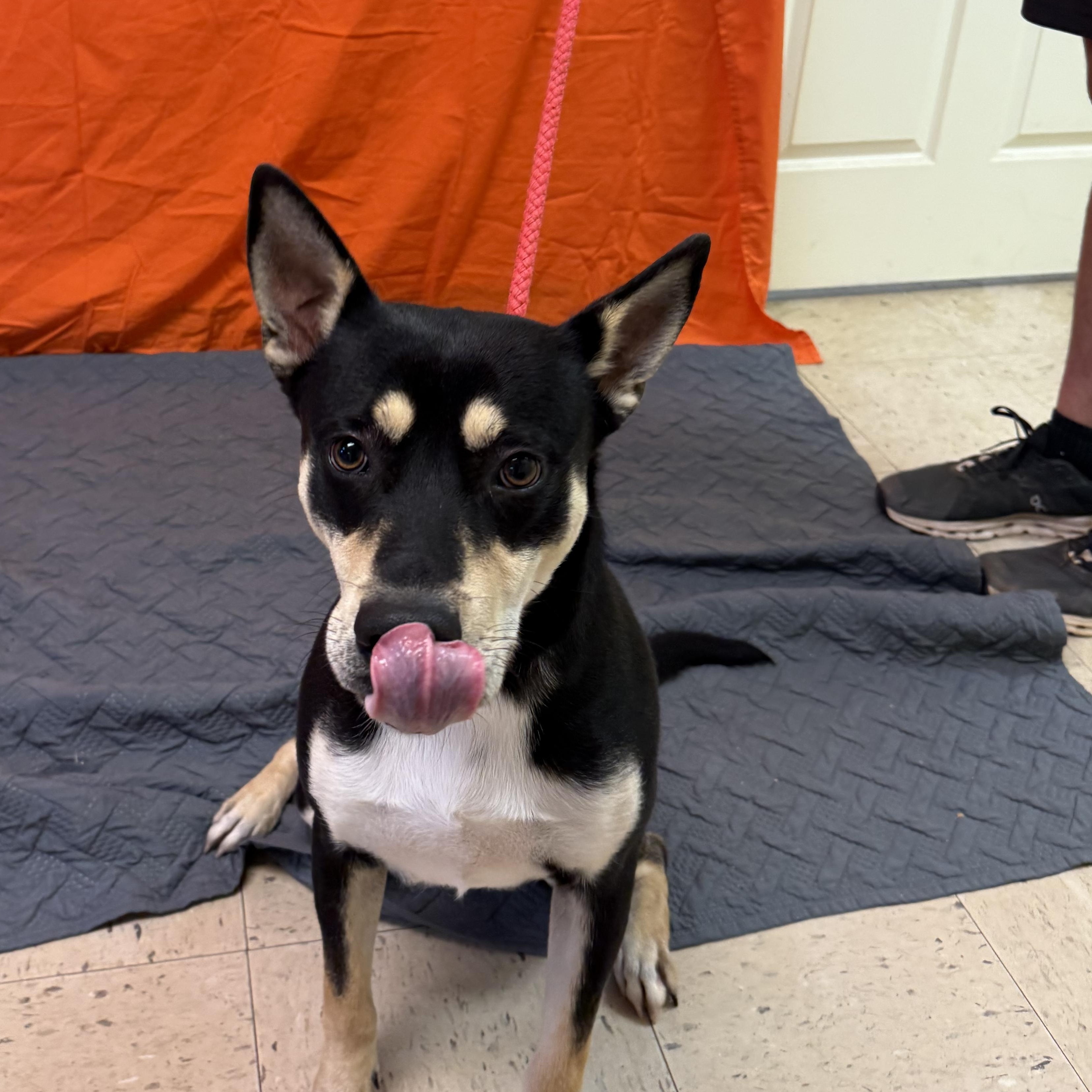 Buck 11888, a Adoptable Mixed Breed in Elberton, GA image 4/4