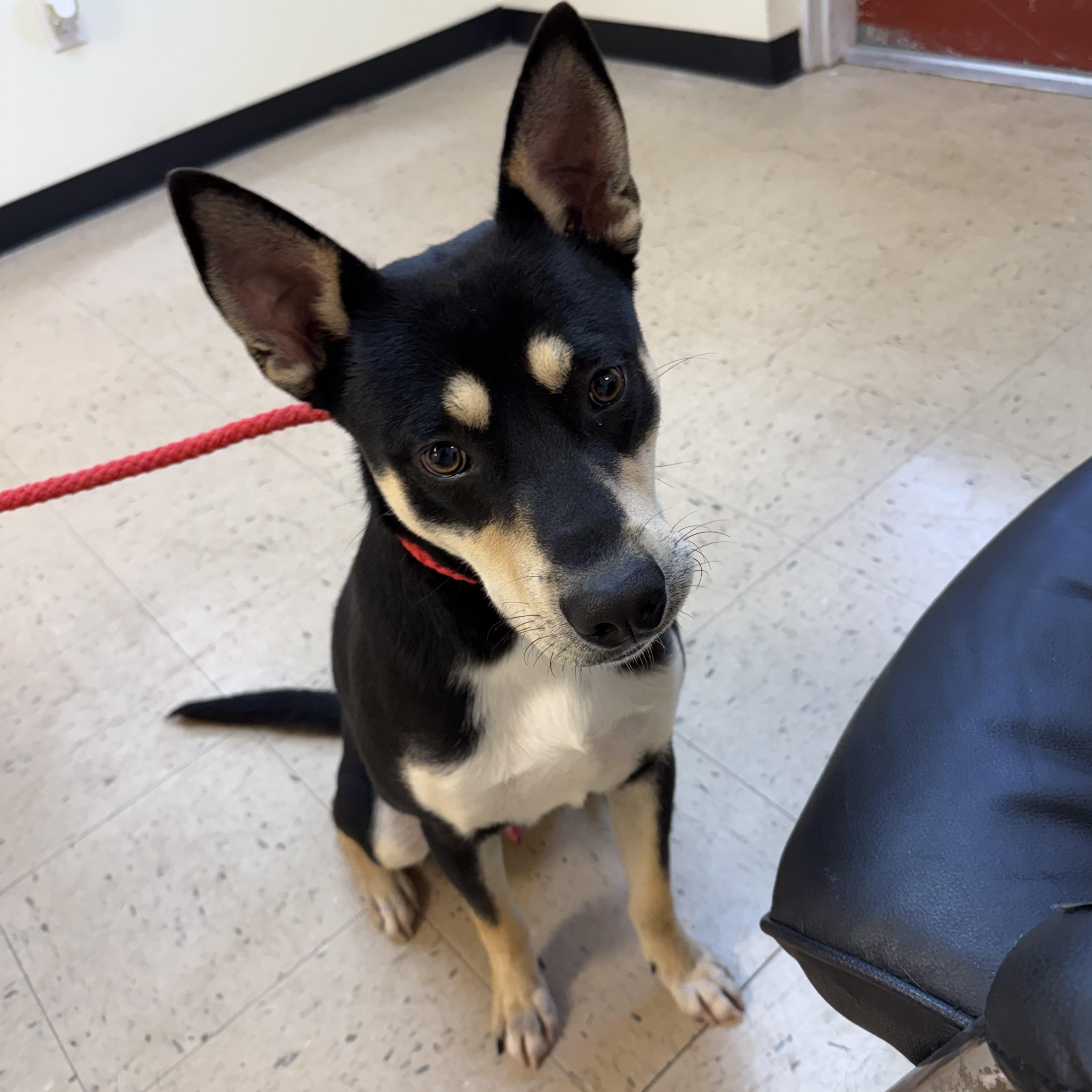 Buck 11888, Adoptable, Young Male Mixed Breed.