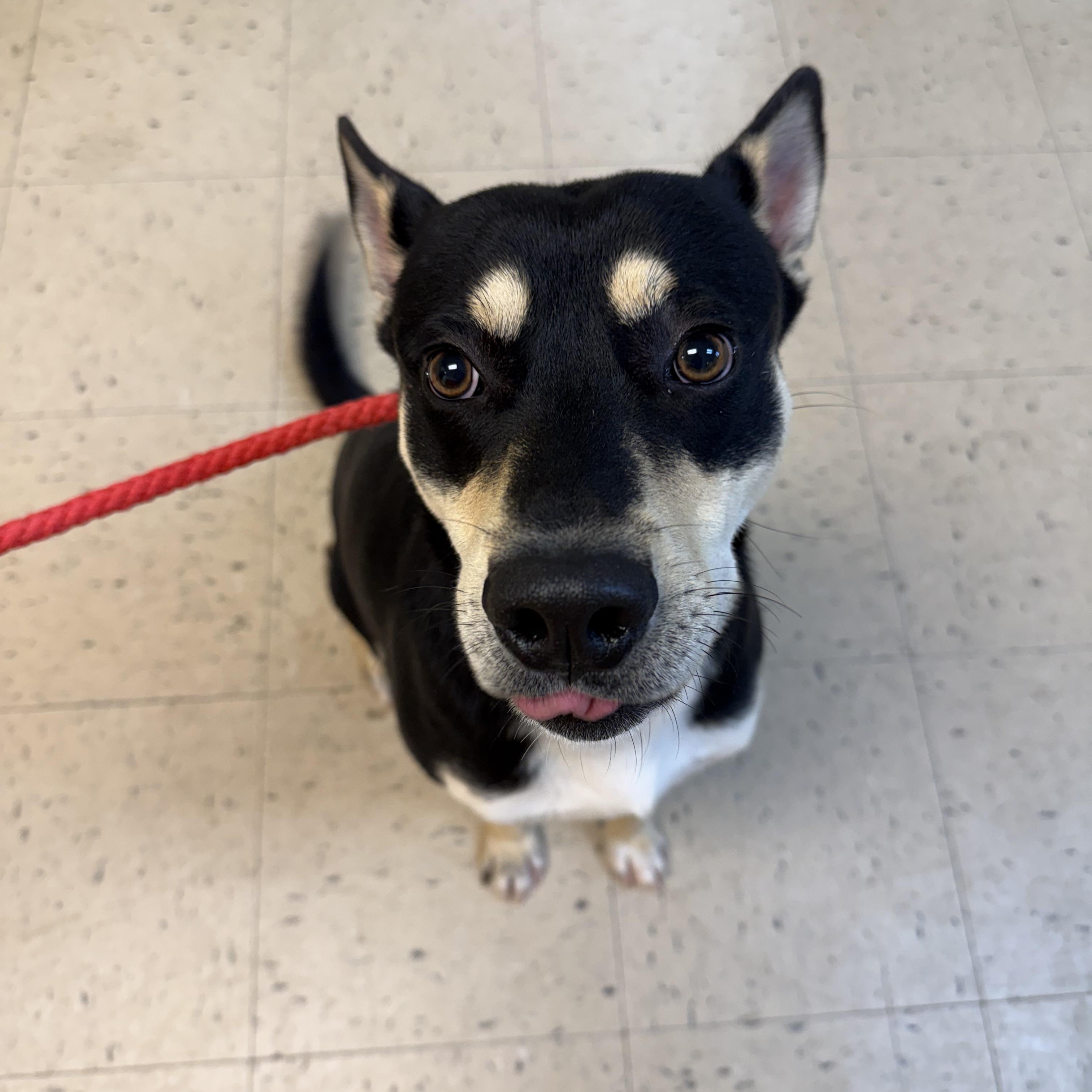 Buck 11888, a Adoptable Mixed Breed in Elberton, GA image 2/4
