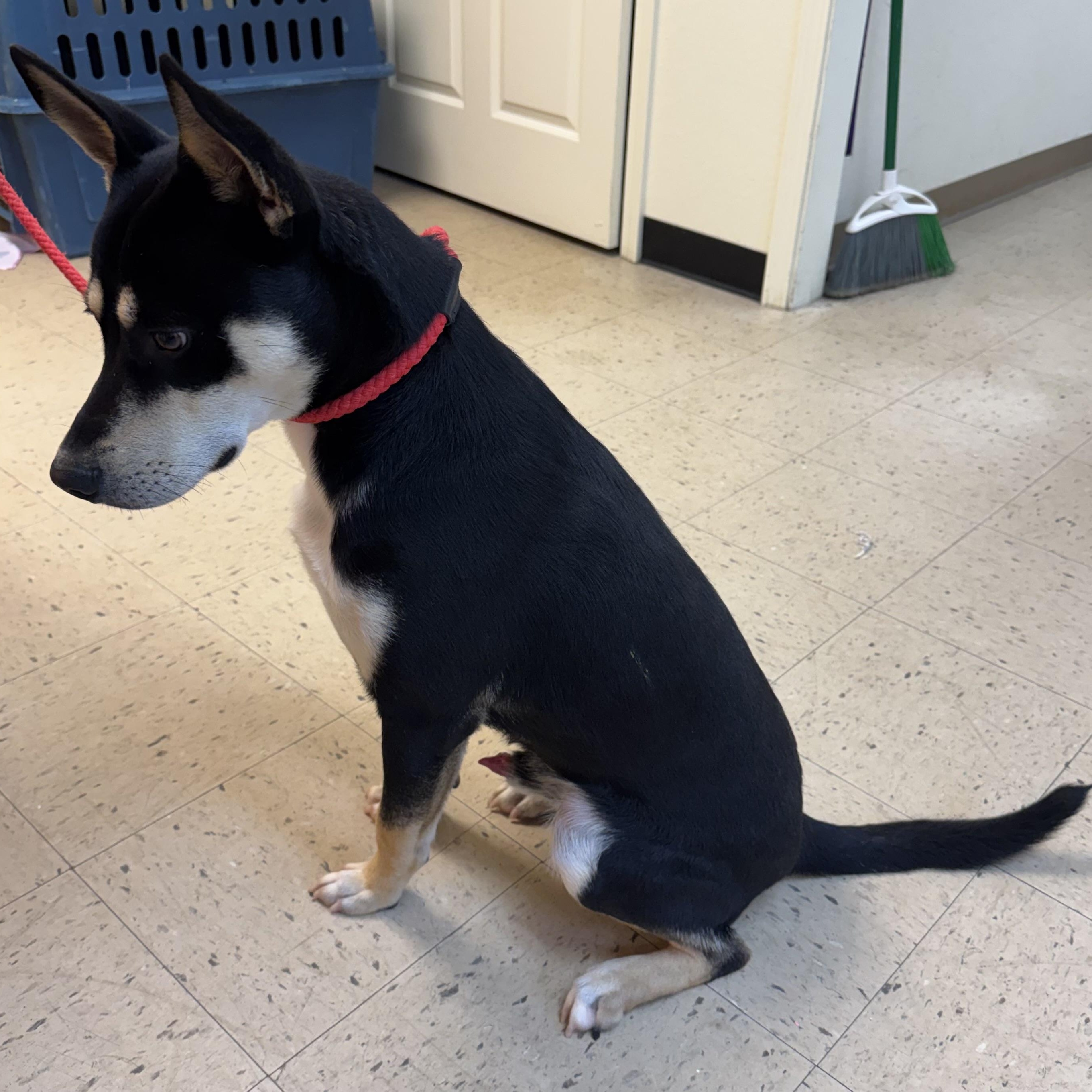 Buck 11888, a Adoptable Mixed Breed in Elberton, GA image 3/4