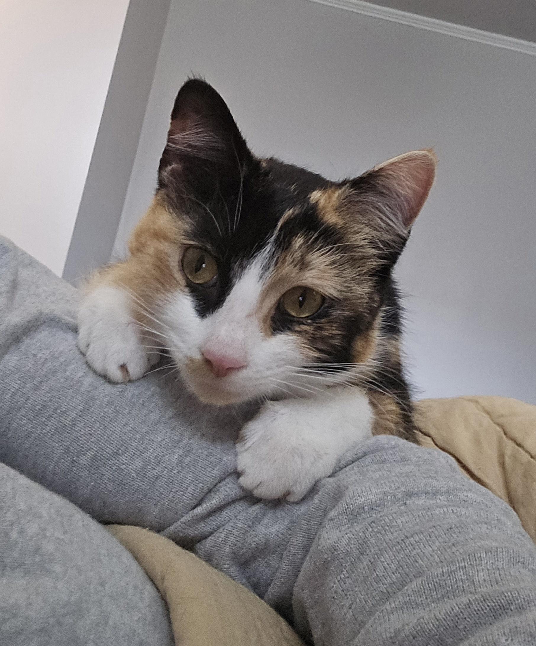 Enlarge Roxanne, an adopted Domestic Medium Hair in Bloomsdale, MO image 2/4