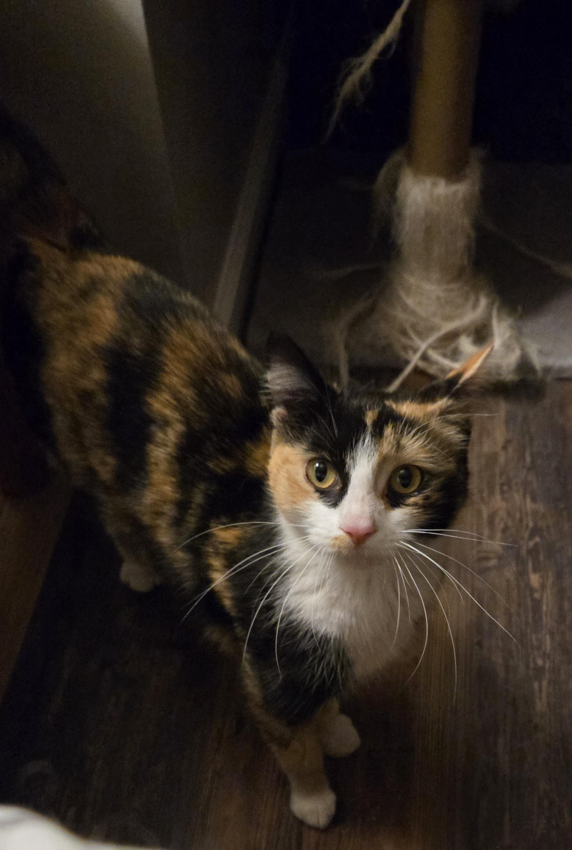 Enlarge Roxanne, an adopted Domestic Medium Hair in Bloomsdale, MO image 1/4