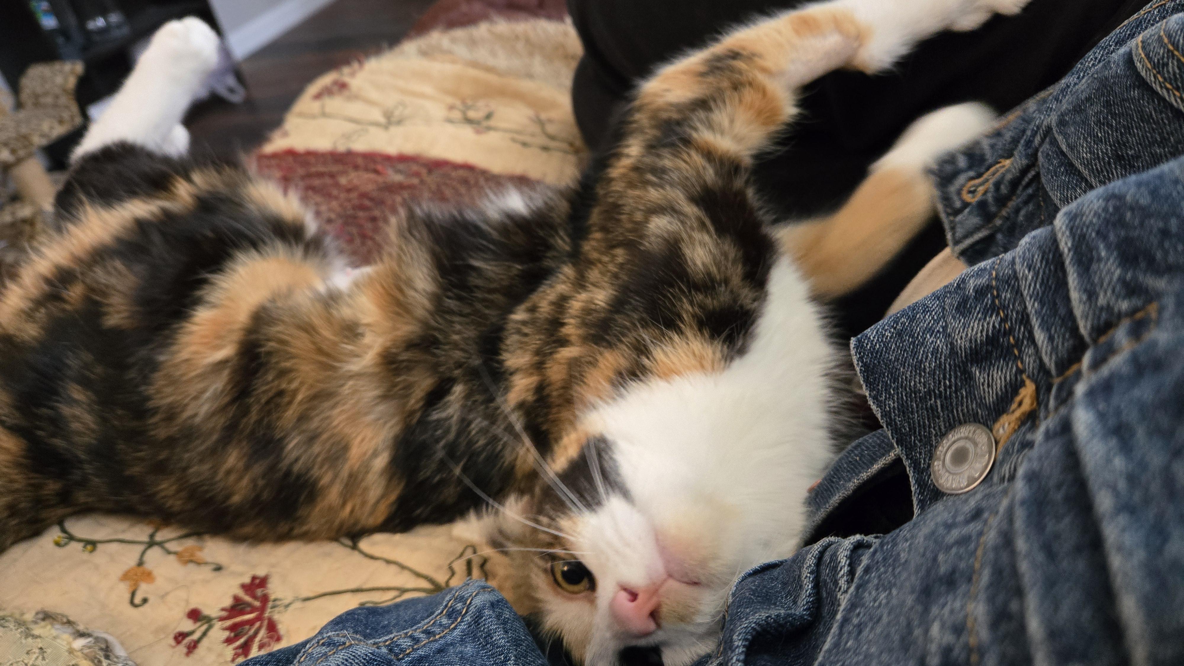 Enlarge Roxanne, an adopted Domestic Medium Hair in Bloomsdale, MO image 4/4