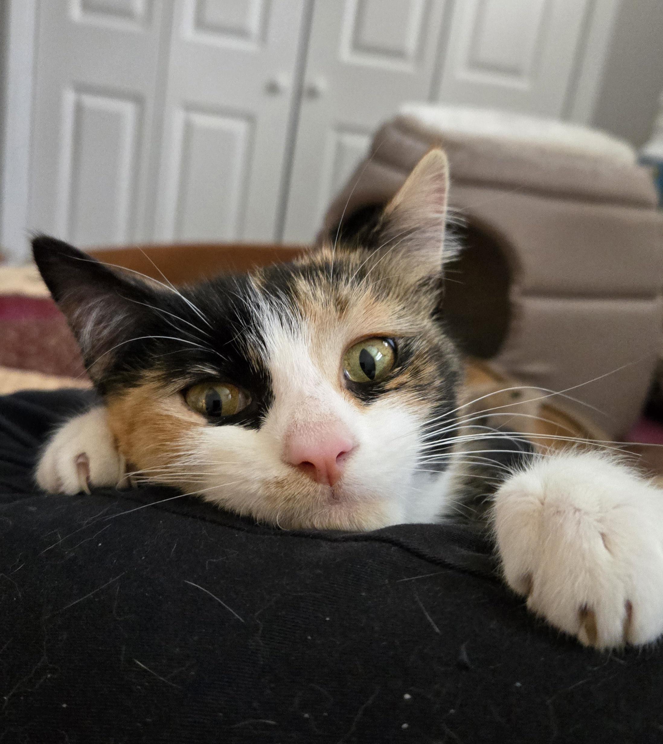 Enlarge Roxanne, an adopted Domestic Medium Hair in Bloomsdale, MO image 3/4