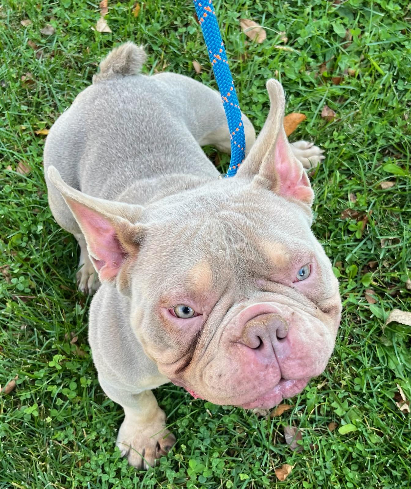 Gravy, Adopted, Adult Male French Bulldog & English Bulldog.