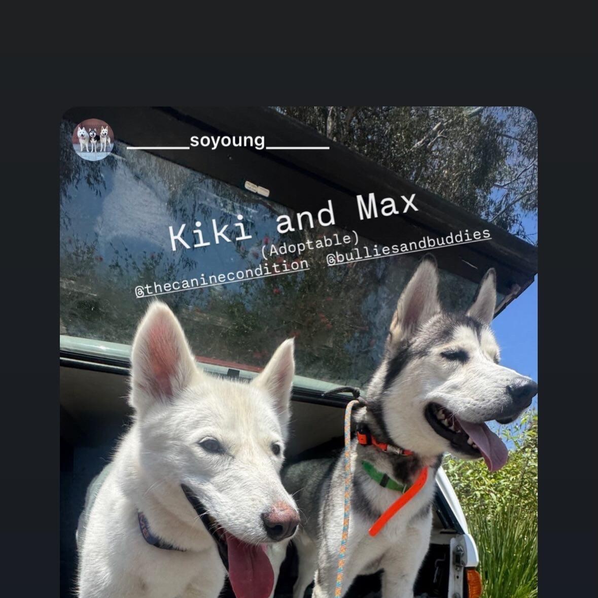 Max, a ADOPTABLE Husky in Sun Valley, CA image 2/3