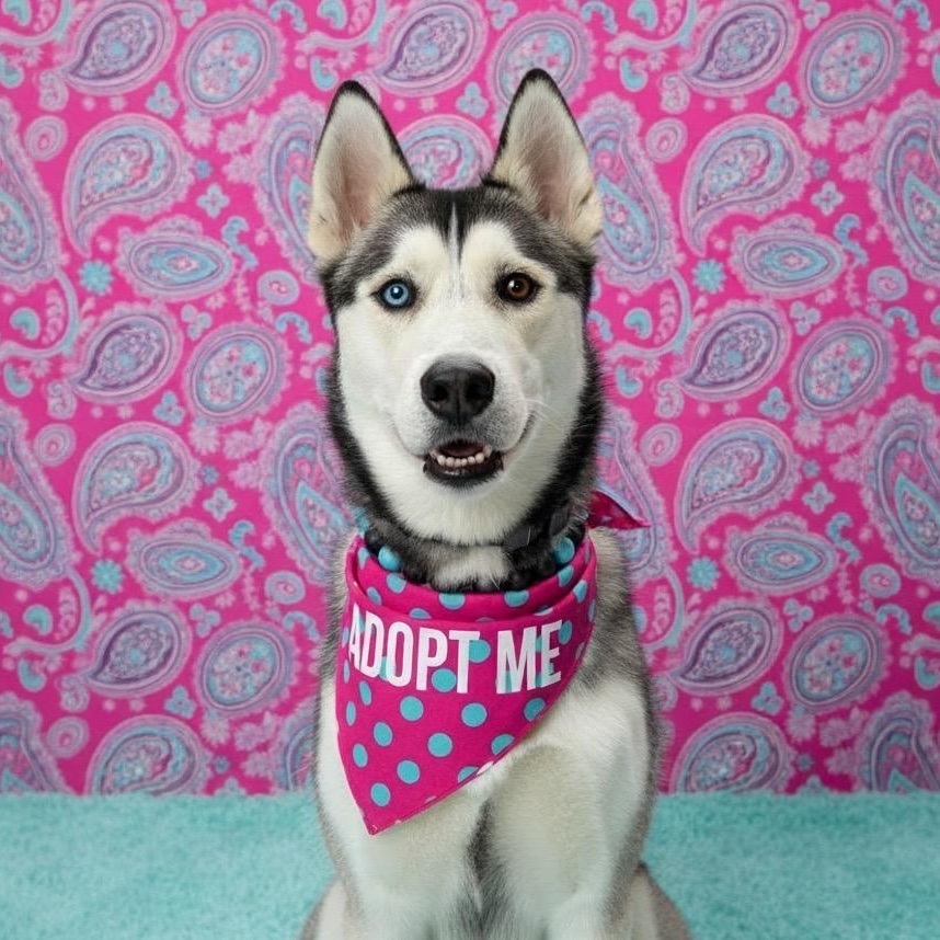 Max, ADOPTABLE, Young Male Husky.