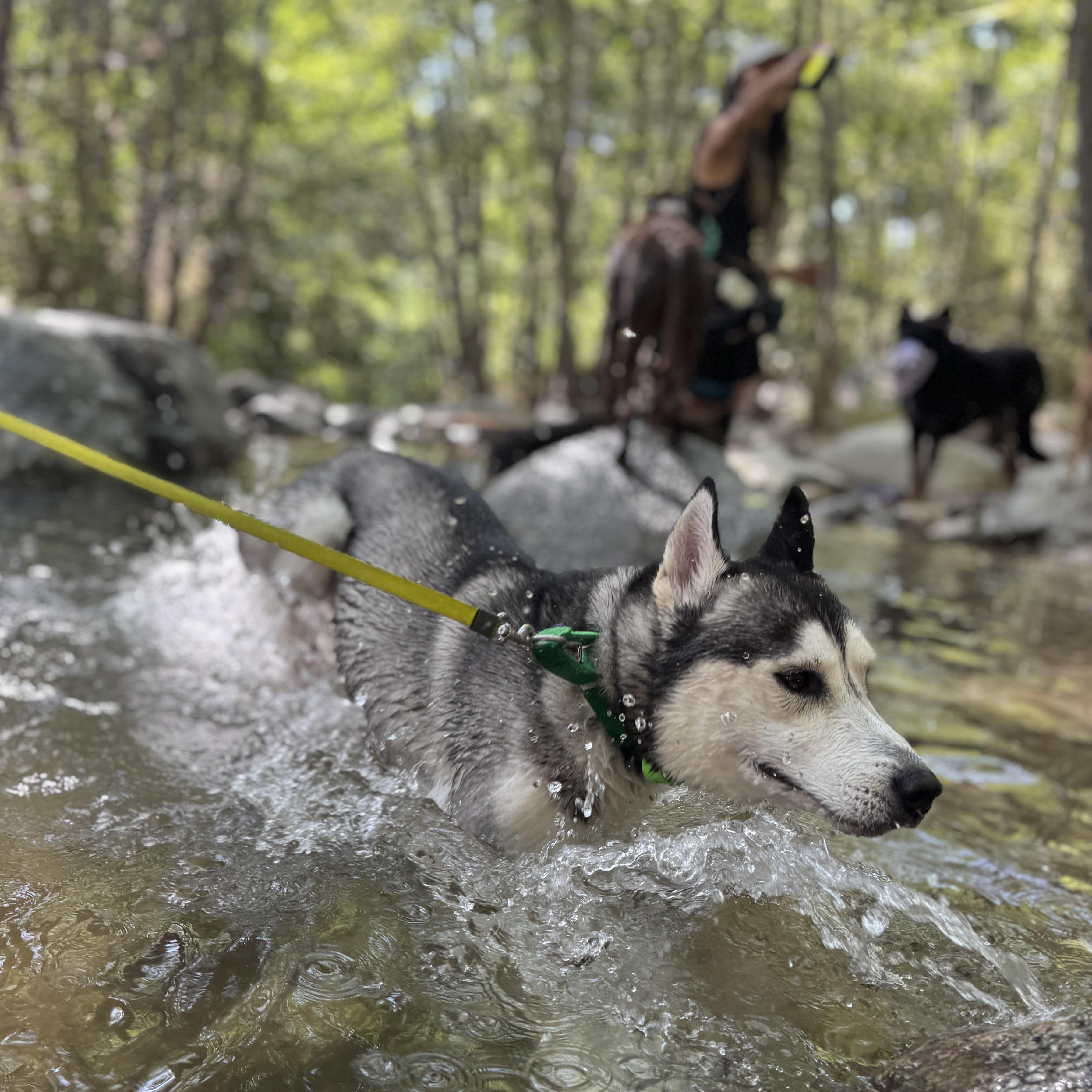 Max, a ADOPTABLE Husky in Sun Valley, CA image 3/3