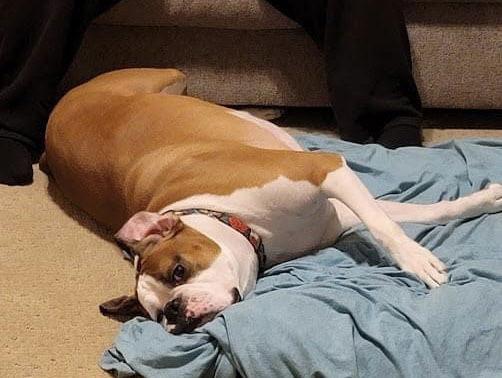 Enlarge Jax *Adoption Pending*, a Adoptable Boxer in Woodbury, MN image 1/3