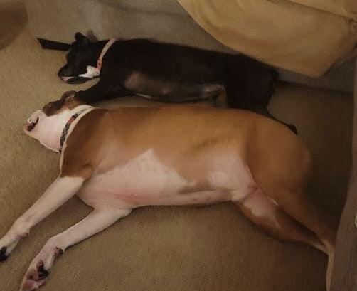 Enlarge Jax *Adoption Pending*, a Adoptable Boxer in Woodbury, MN image 2/3