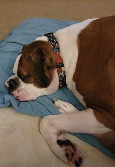 Enlarge Jax *Adoption Pending*, a Adoptable Boxer in Woodbury, MN image 3/3