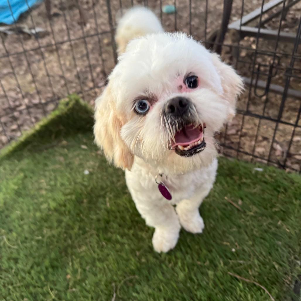 Enlarge Ringo, a Adoptable Shih Tzu in Phoenix, AZ image 2/6