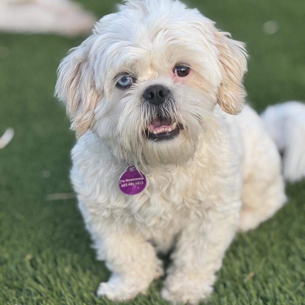 Enlarge Ringo, a Adoptable Shih Tzu in Phoenix, AZ image 3/6