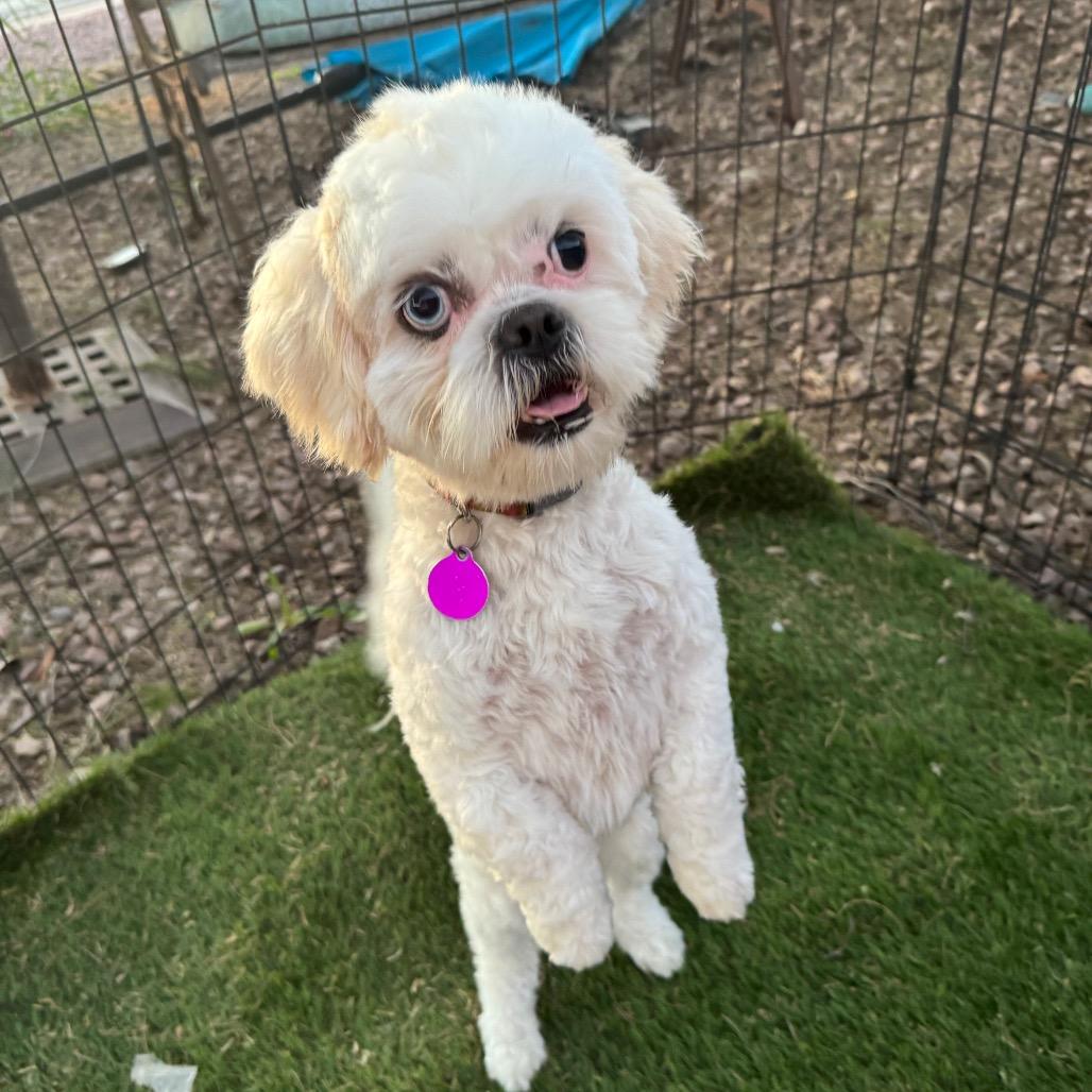 Enlarge Ringo, a Adoptable Shih Tzu in Phoenix, AZ image 4/6